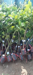 CÂY GIỐNG BƯỞI DA XANH