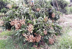 CÂY GIỐNG NHÃN SIÊU NGỌT