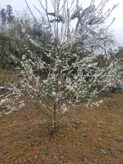 CÂY GIỐNG MẬN TAM HOA
