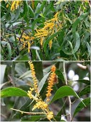 CÂY GIỐNG KEO