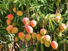 CÂY GIỐNG XOÀI ÚC