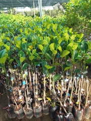 CÂY GIỐNG MÍT TỨ QUÝ