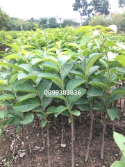 CÂY GIỐNG HỒNG GIÒN KHÔNG HẠT