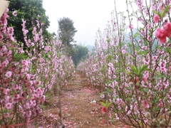 CÂY GIỐNG ĐÀO PHAI