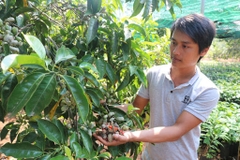 CÂY GIỐNG DỔI NẾP