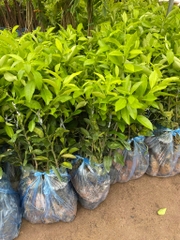 CÂY GIỐNG CHANH TỨ QUÝ