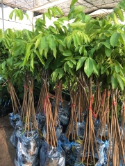 CÂY GIỐNG TRÁM TRẮNG