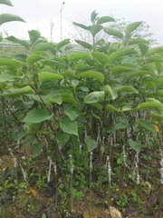 CÂY GIỐNG LÊ NÂU