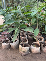 CÂY GIỐNG HỒNG XIÊM RUỘT ĐỎ