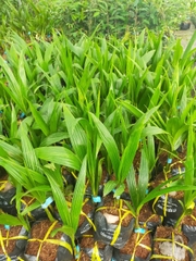 CÂY GIỐNG DỪA XIÊM LÙN XANH F1