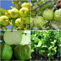 CÂY GIỐNG ỔI NỮ HOÀNG