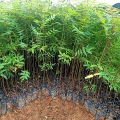 CÂY GIỐNG XOAN ĐÀO