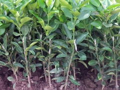 CÂY GIỐNG BƯỞI TÂN LẠC