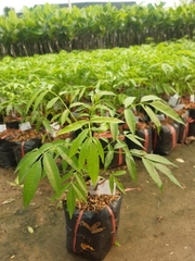 CÂY GIỐNG CÓC THÁI