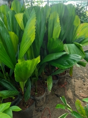 CÂY CỌ NHẬT