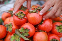 CÂY GIỐNG HỒNG NHÂN HẬU