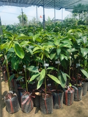 CÂY GIỐNG BƠ BOOTH