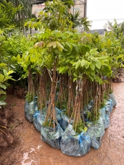 CÂY GIỐNG TRÁM ĐEN