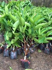 CÂY GIỐNG ROI ĐỎ AN PHƯỚC