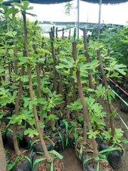 CÂY GIỐNG SUNG MỸ