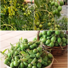 CÂY GIỐNG CÓC THÁI
