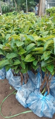 CÂY GIỐNG HỒNG GIÒN KHÔNG HẠT