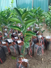 CÂY GIỐNG CAM SÀNH