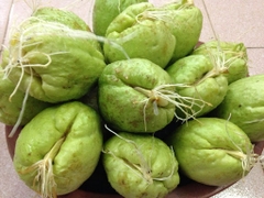 CÂY GIỐNG SU SU