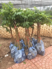 CÂY GIỐNG TRÁM TRẮNG