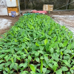 CÂY GIỐNG CHUỐI TIÊU HỒNG