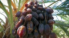CÂY GIỐNG CHÀ LÀ TRUNG ĐÔNG