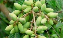 CÂY GIỐNG TRÁM TRẮNG