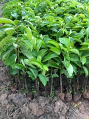 CÂY GIỐNG HỒNG NHÂN HẬU