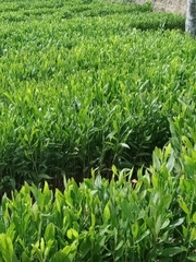 CÂY GIỐNG KEO