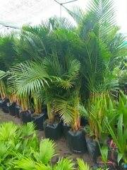 CÂY CAU VÀNG ĐÀI LOAN