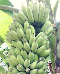CÂY GIỐNG CHUỐI TÂY