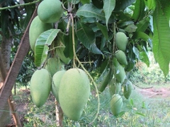 CAY GIỐNG XOÀI ĐÀI LOAN