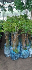 CÂY GIỐNG TRÁM ĐEN