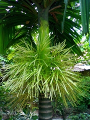 CÂY GIỐNG CAU TỨ QUÝ