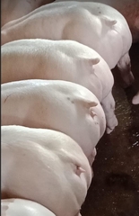 Heo thịt siêu nạc loại từ 121 kg - 125 kg