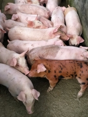 Heo giống siêu nạc loại từ 10 - 15 kg