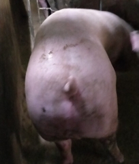 Loại heo thịt siêu nạc loại từ 126 kg - 130 kg