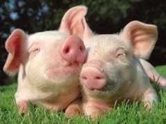 Heo giống siêu nạc loại từ 20 đến 30 kg