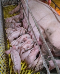 Heo giống siêu nạc xách tai ( 7 - 10 kg) - đang cho ăn thuần dưỡng tốt