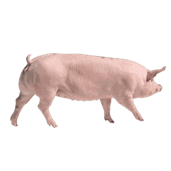 HEO HẬU BỊ CÁI BỐ MẸ