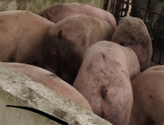 Heo thịt siêu nạc loại từ 115 - 120 kg