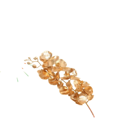 Tết-Cây táo vàng trang trí-TiTi/NM/GB