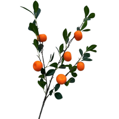 Tết-Cành quýt lớn-TiTi