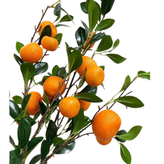 Tết-Cành quýt lớn-TiTi