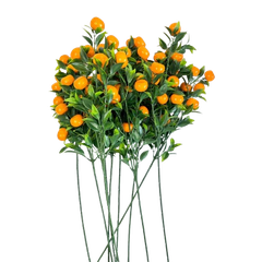 Tết-Cành quýt lớn-TiTi